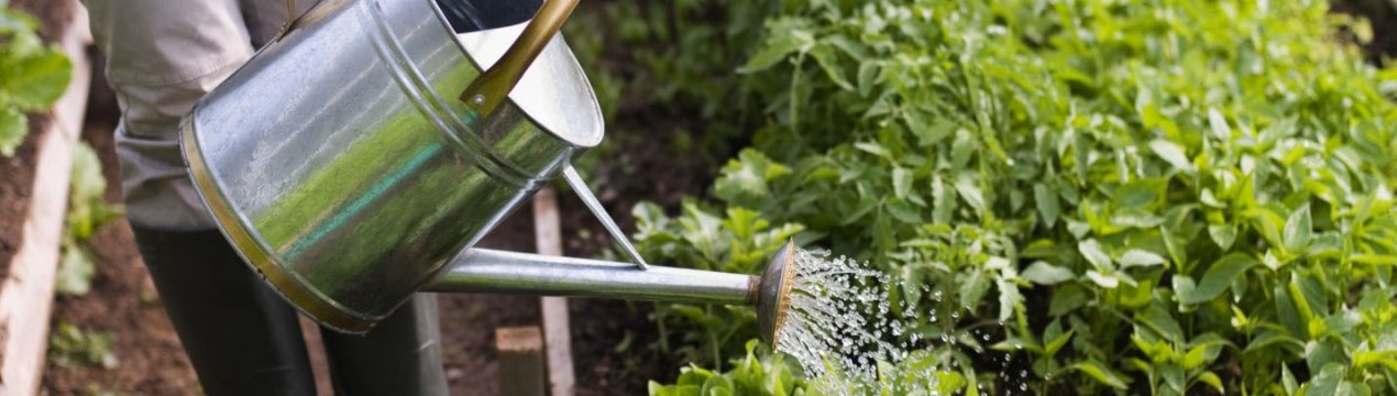 Водні процедури: як поливати город в спеку