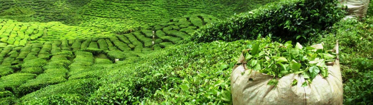 Виробництво чаю в Індії падає