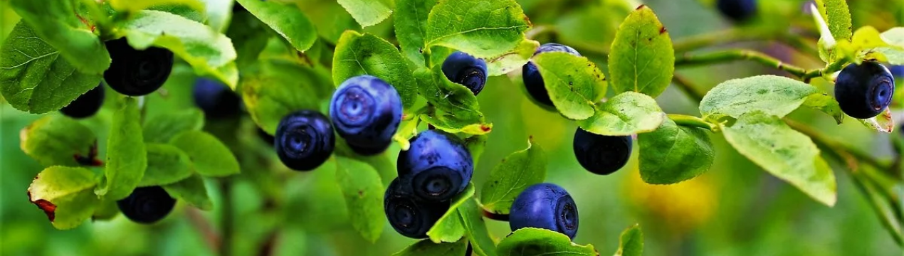 Початок сезону шотландської вишні та чорниці