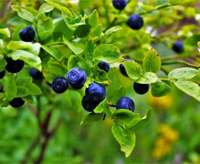 Початок сезону шотландської вишні та чорниці