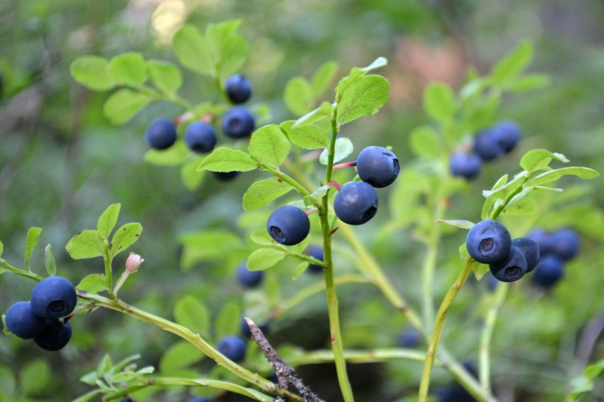 Початок сезону шотландської черники Початок сезону шотландської черники
