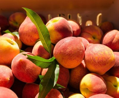 10 кращих сортів персиків за думкою експертів