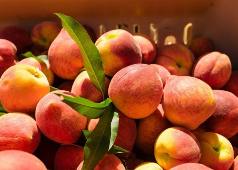 10 кращих сортів персиків за думкою експертів