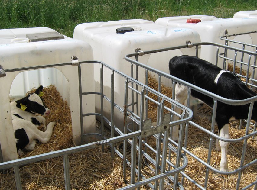 Телята Телята