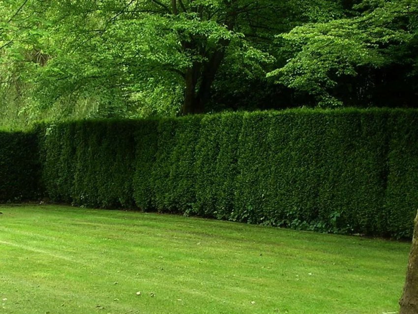 Живий паркан