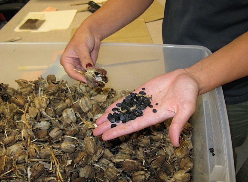 Розмноження насінням юки Розмноження насінням юки