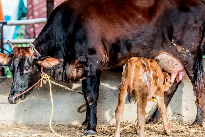 Підсосний спосіб утримання Підсосний спосіб утримання