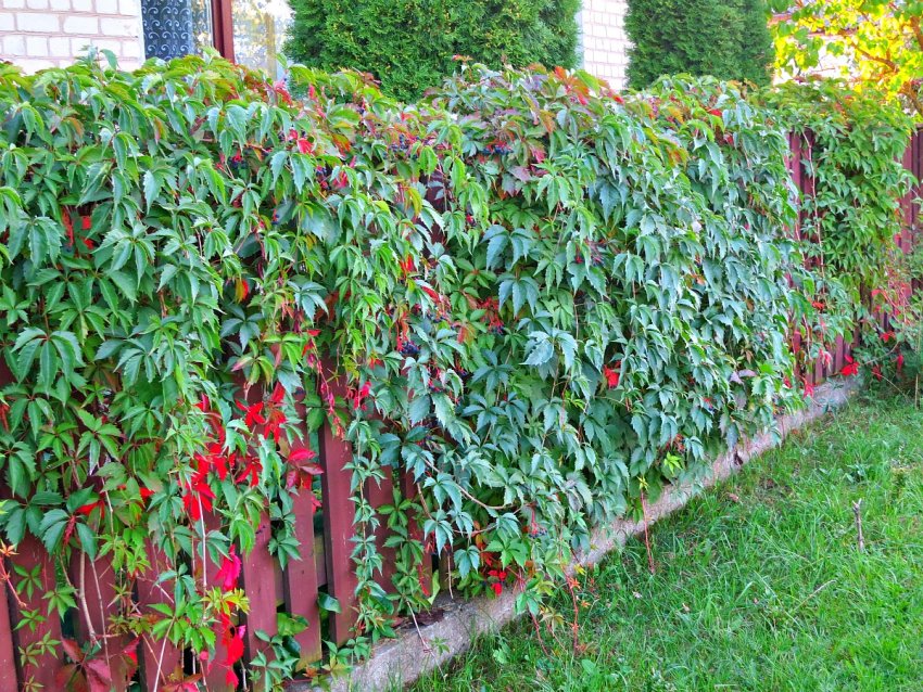 Декоративний виноград для плоту