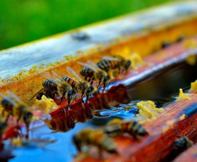 Годівля бджіл цукровим сиропом
