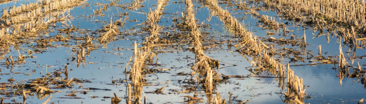 Сильні дощі затопили поля в Сонепате та Рохтаке, Індія