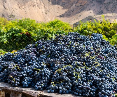 Зростаючий попит на турецький виноград в Німеччині