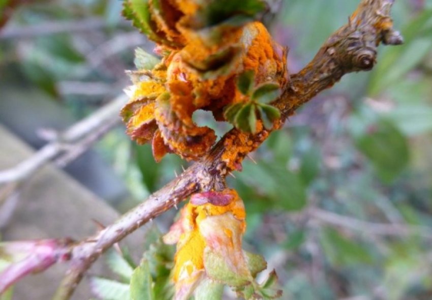 Іржа на трояндах Іржа на трояндах
