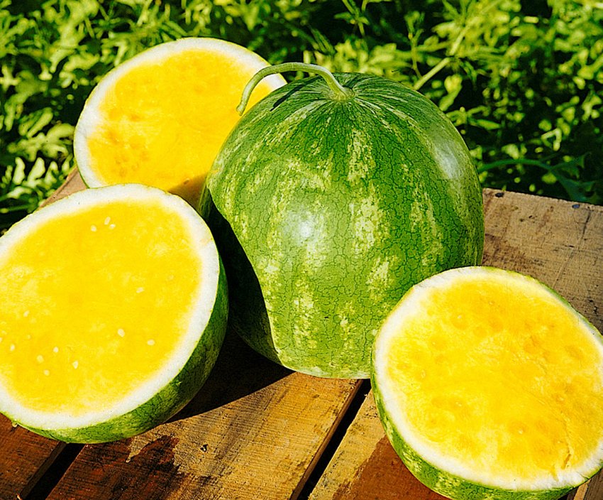 Принц Гамлет F1 Принц Гамлет F1