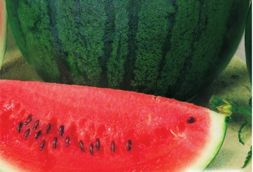 Холодок Холодок