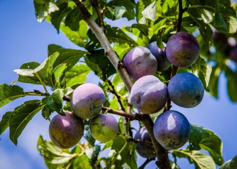 Щоб товкр схилив: основні причини низької продуктивності культури
