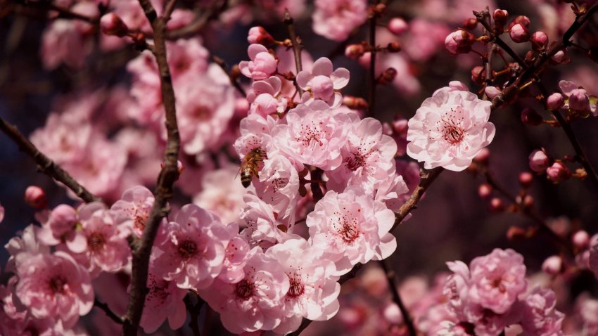 Пишне цвітіння сливи Пишне цвітіння сливи