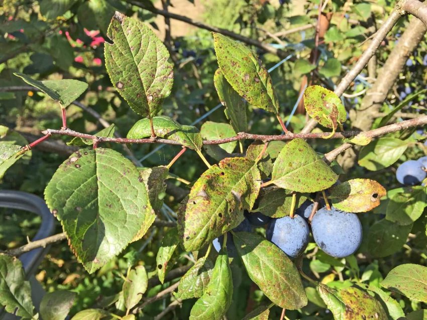 Клястероспоріоз сливи Клястероспоріоз сливи