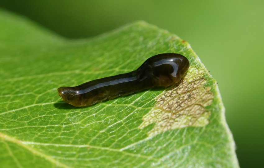 Личинки сливового деревного бліхи Личинки сливового деревного бліхи