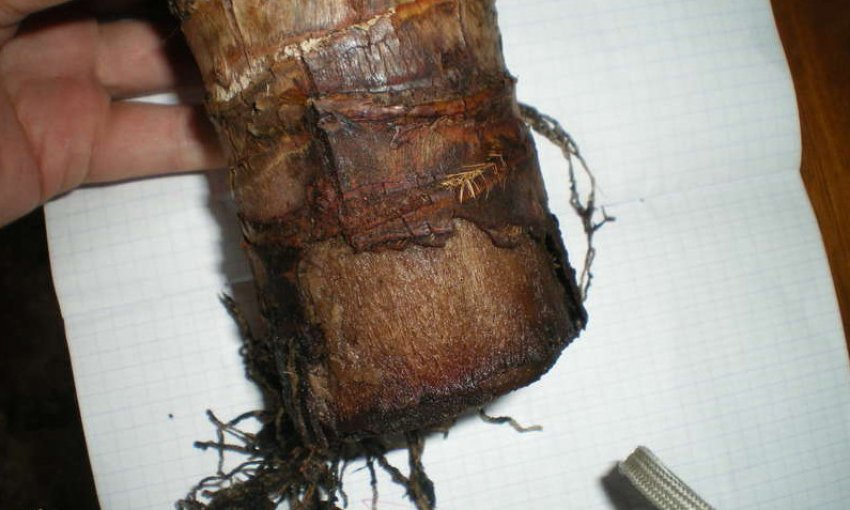 Гниття стебла юки Гниття стебла юки