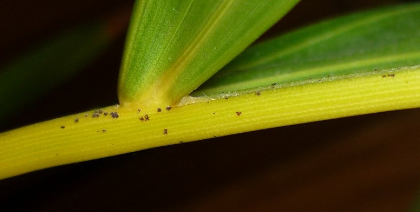 Павутинний Павутинний