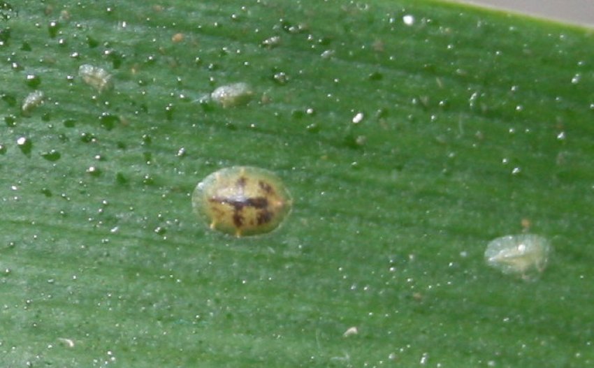 Щитівка Щитівка