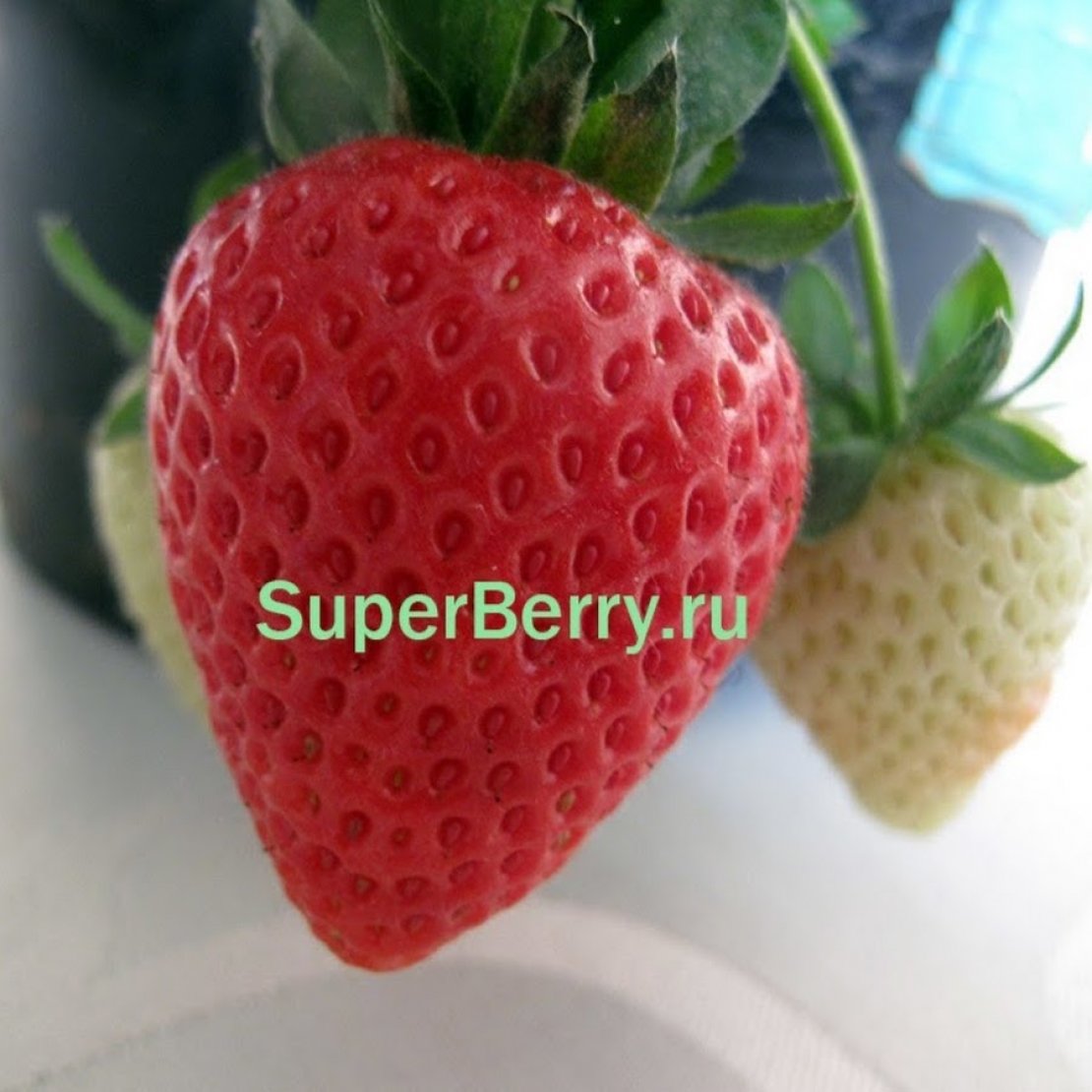 «SuperBerry»