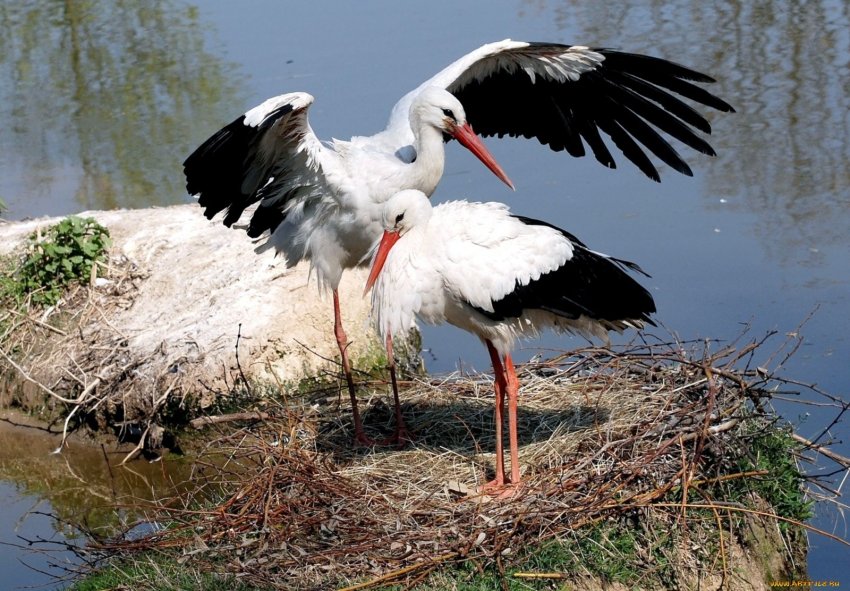 Мілководдя сприятливе для лелек Мілководдя сприятливе для лелек