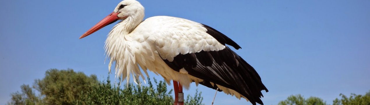 Мілководдя сприятливе для лелек