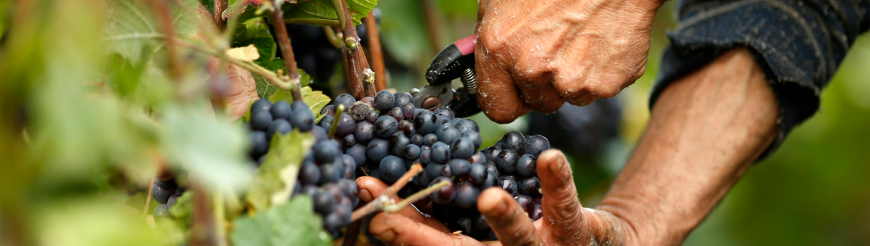 Збір винограду в Бадені розпочався Штауфен-Генгенбах