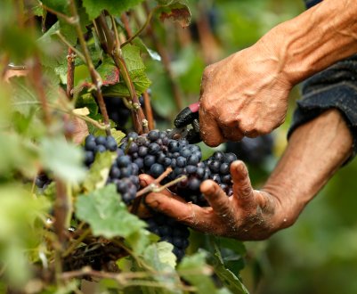 Збір винограду в Бадені розпочався Штауфен-Генгенбах