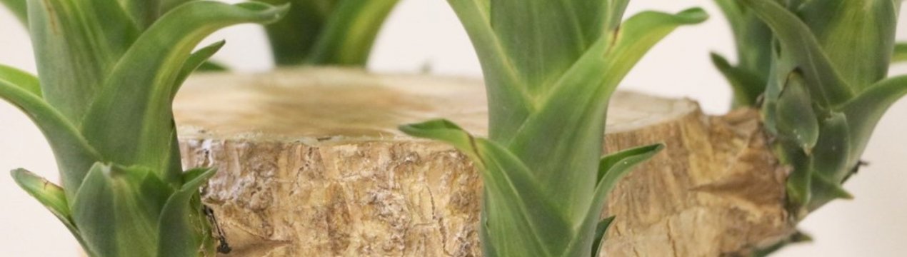 Способи розмноження юки в домашніх умовах