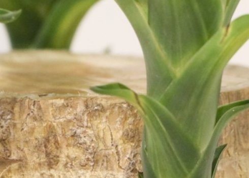 Способи розмноження юки в домашніх умовах