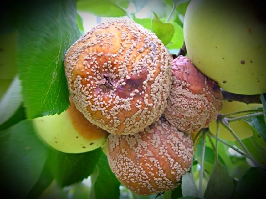 Плодова гниль Плодова гниль