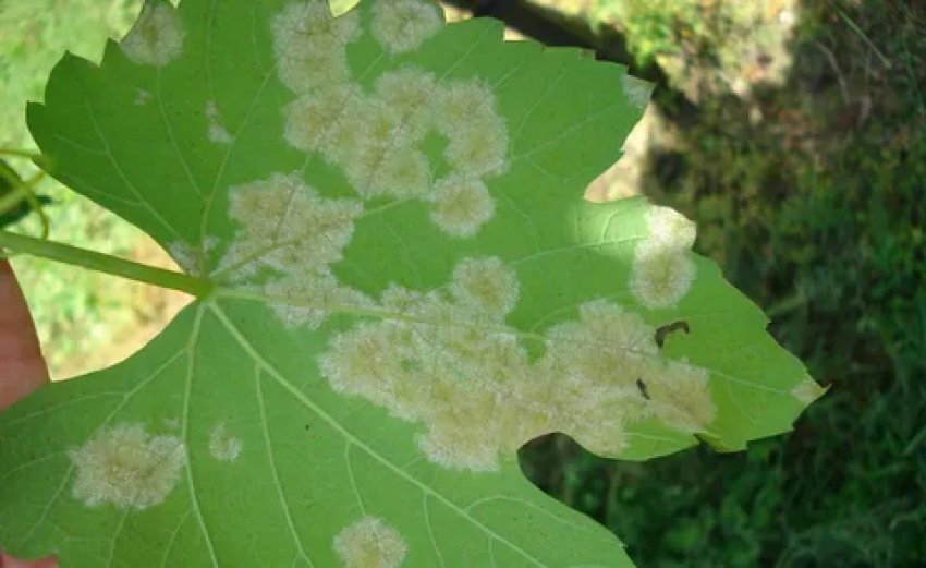 Грибкові захворювання винограду Грибкові захворювання винограду