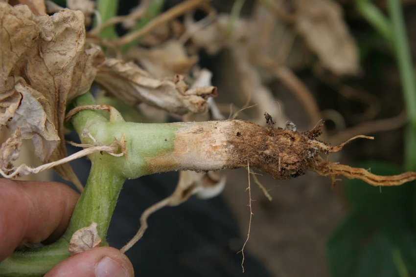 Прикоренева гниль Прикоренева гниль