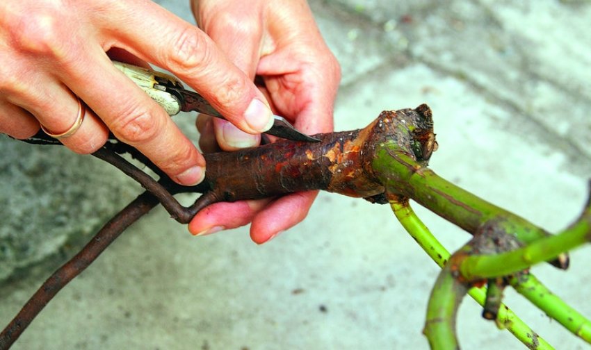 Щеплення троянди на шипшину