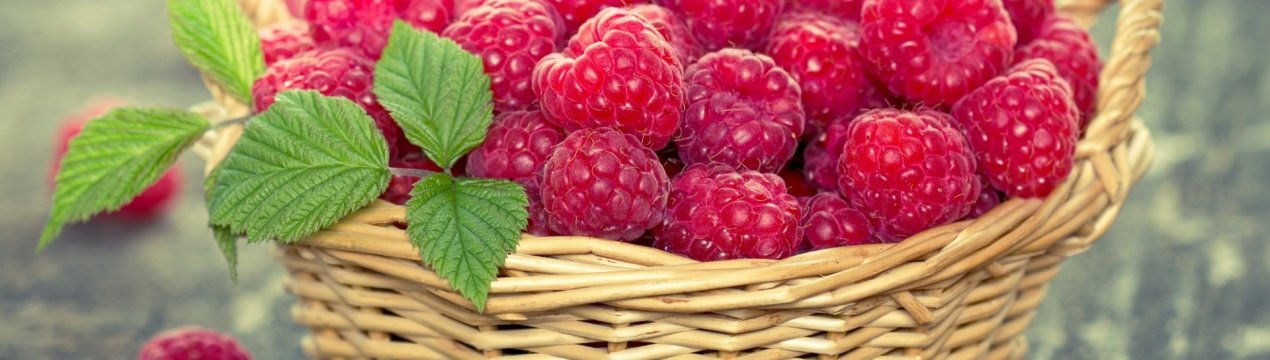 В Угорщину прибувають тонни зарубіжного малини