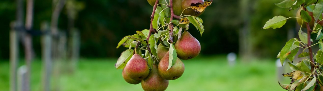 Врожай груш в Бельгії та Нідерландах