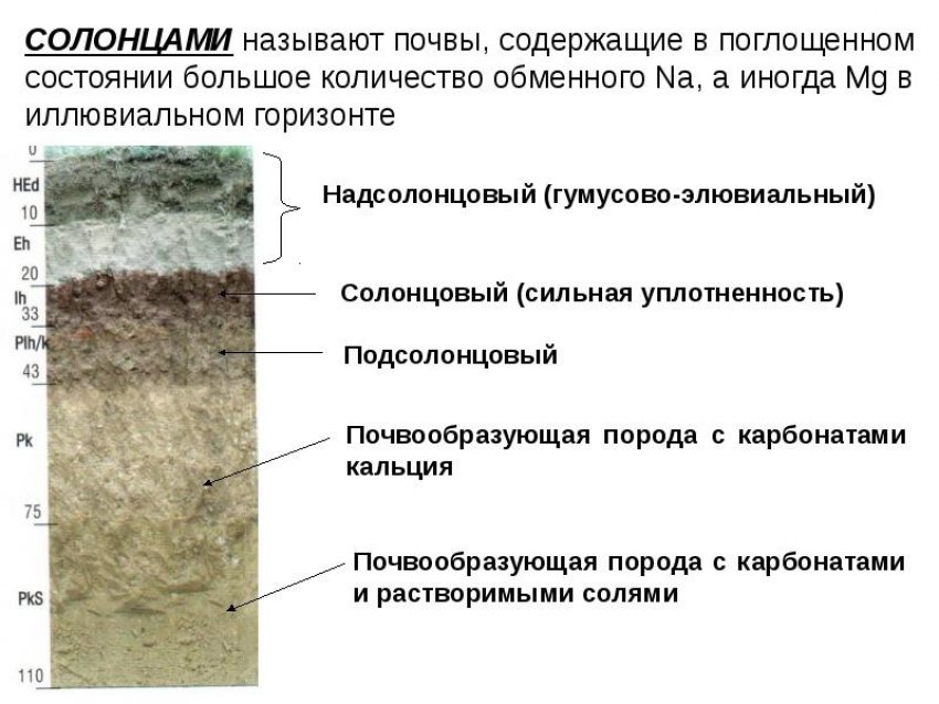 При формировании солонцов вода перемещается. Солонцы строение почвенного профиля. Солонцы почвенный разрез. Солонцы строение профиля. Почвенный профиль Солонцы почвы.