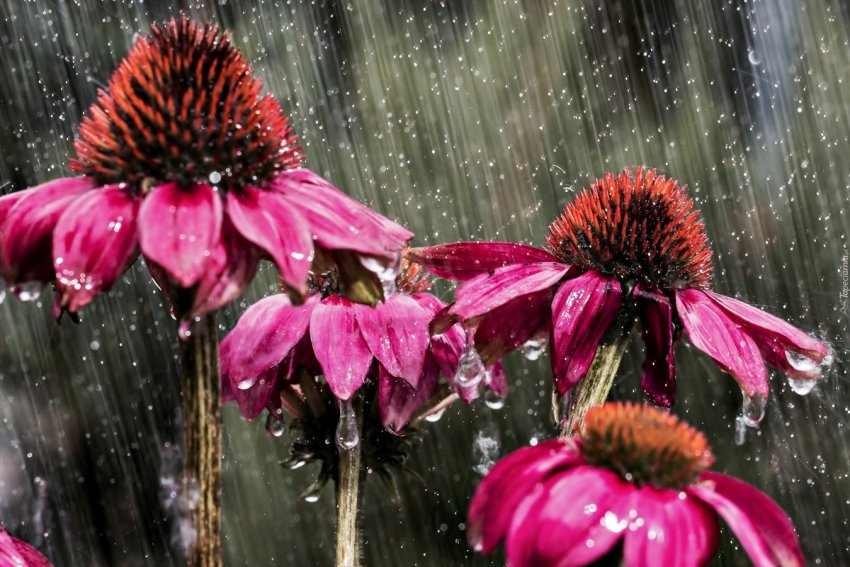 Якщо літо дощове, в'янучі квітконоси можуть гнити прямо на стеблі