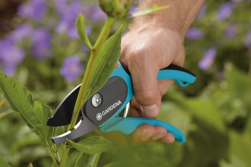 Тому обрізка дозволяє заощаджувати необхідні для життя рослини ресурси