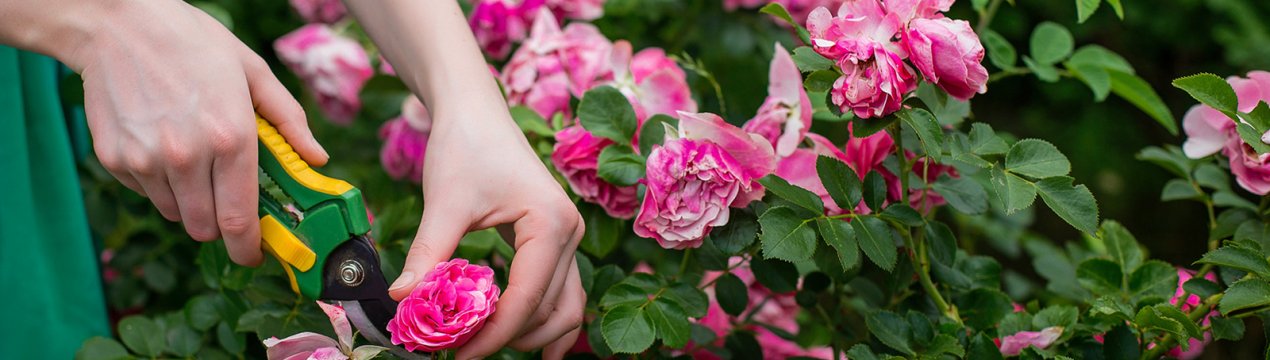 Увядаюча клумба: обрізка втрачених красу квіток