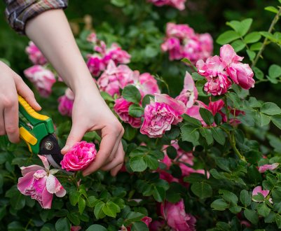 Увядаюча клумба: обрізка втрачених красу квіток