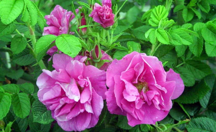 Троянда прищеплена на шипшину