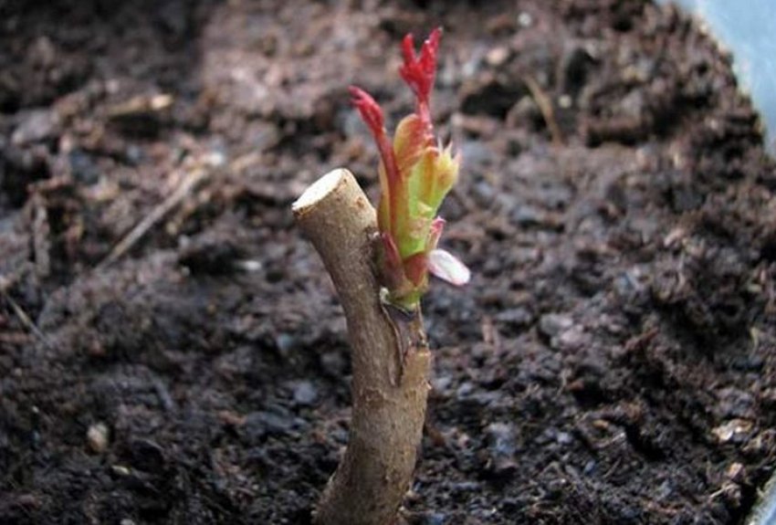 Троянда прищеплена на шипшину