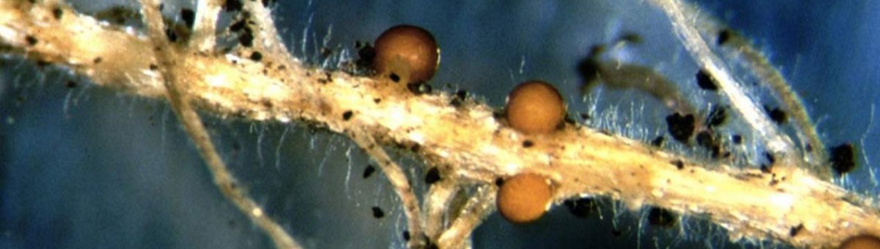 В Кенії вчені докладають зусиль з метою врятування картоплі від загрози нового шкідника