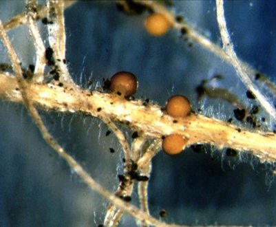 В Кенії вчені докладають зусиль з метою врятування картоплі від загрози нового шкідника