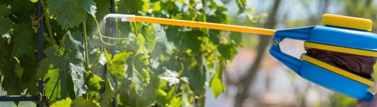 Как правильно применять железный купорос для винограда