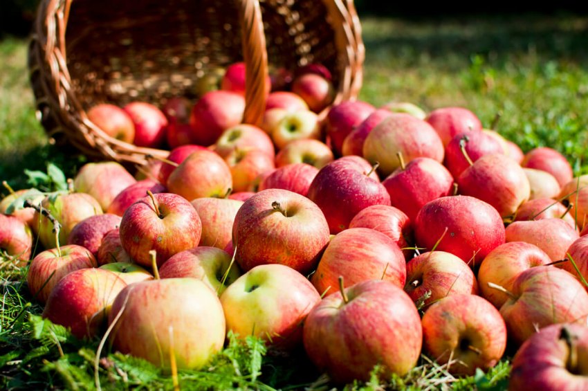 Більшість яблук стали такого кольору, як передбачає певний сорт