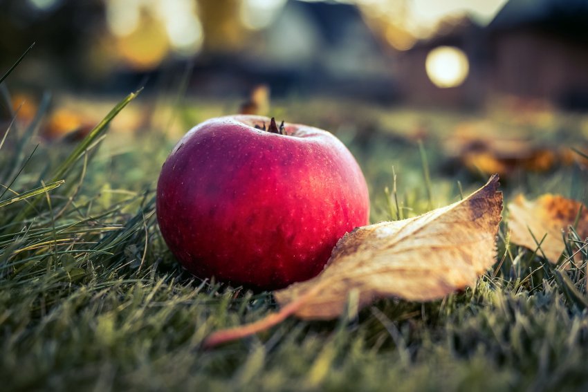Починають падати плоди без видимих слідів хвороби і пошкоджень в безвітряну погоду